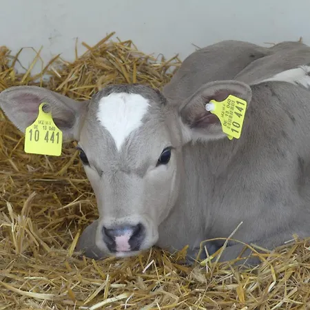 Apartmán Hof Thomsen *