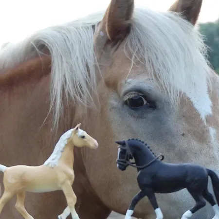 Hof Thomsen * Gross Kordshagen