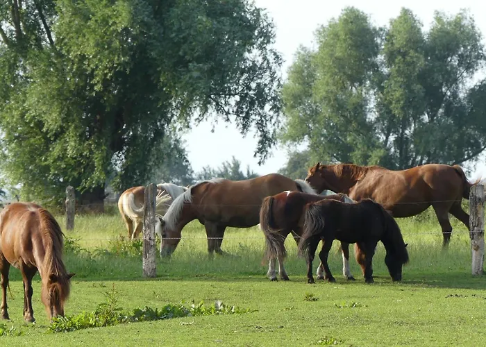 Hof Thomsen Apartment