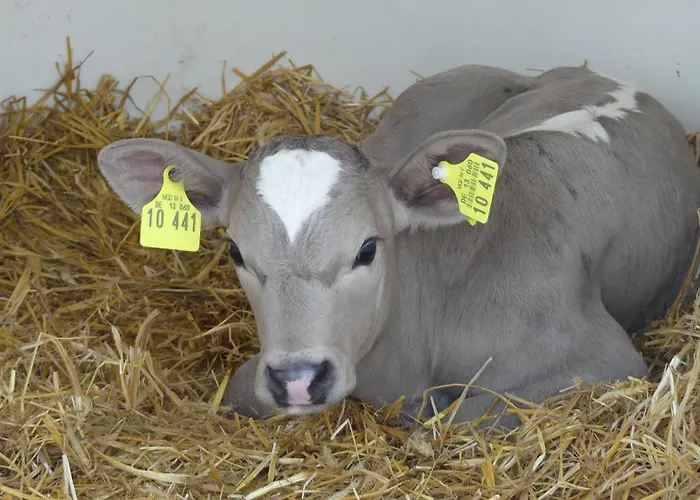 Apartment Hof Thomsen *