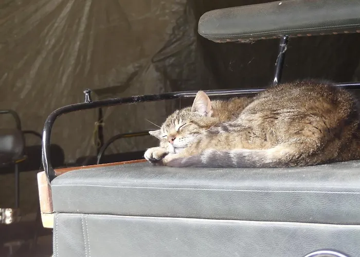 Hof Thomsen Apartment