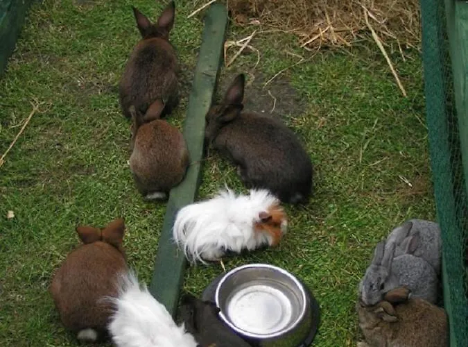 Hof Thomsen Gross Kordshagen